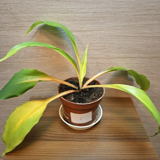 Chlorophytum Orchidastrum Green Orange "S" č2