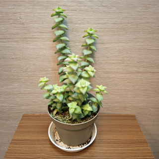 Crassula Perforata