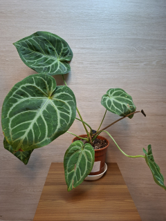 Anthurium Magnificum č1