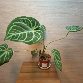 Anthurium Magnificum č1