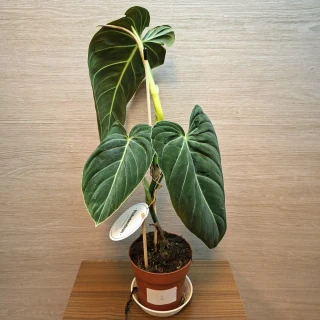 Philodendron Melanochrysum č6