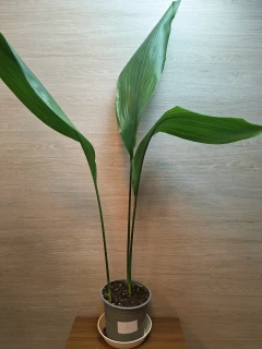 Aspidistra Elatior "L" č2