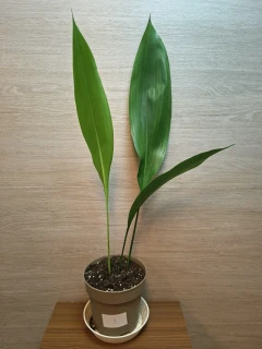 Aspidistra Elatior "L" č3