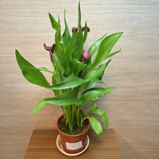 Zantedeschia Purple