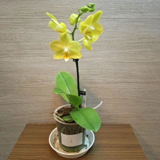 Phalaenopsis Mini č6