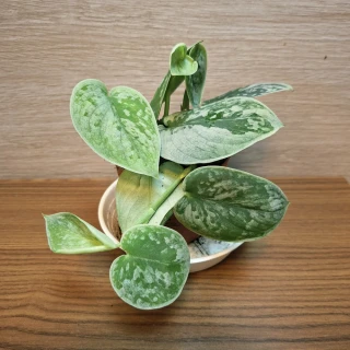 Scindapsus Pictus Silvery Ann