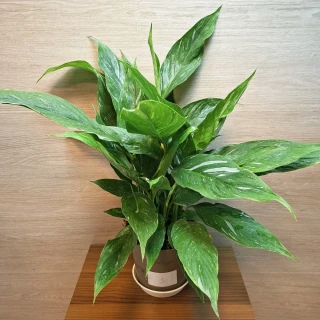 Spathiphyllum Diamond Variegata č3