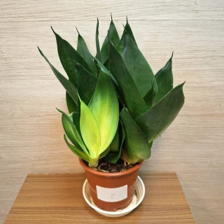 Sansevieria Hahnii Black č2