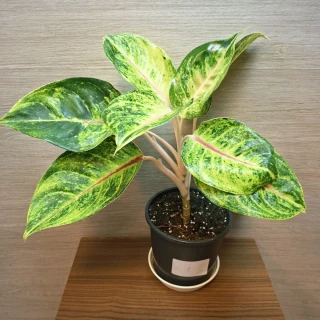 Aglaonema Grand Blossom č1