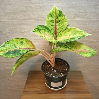 Aglaonema Grand Blossom č2