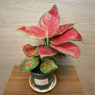 Aglaonema Red Joy č2