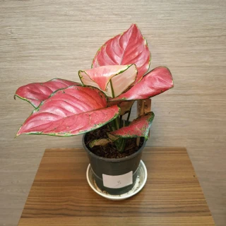 Aglaonema Red Joy č3
