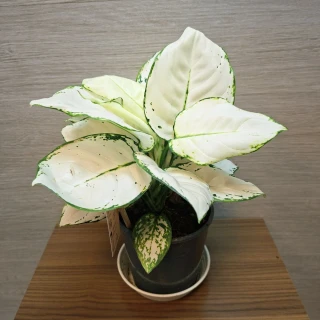 Aglaonema White Joy