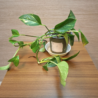 Epipremnum Aureum č1