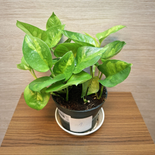 Epipremnum Global Green č1