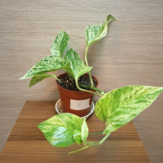 Epipremnum Pinnatum Marble Queen č1