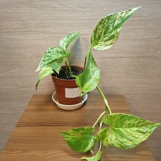 Epipremnum Pinnatum Marble Queen č1