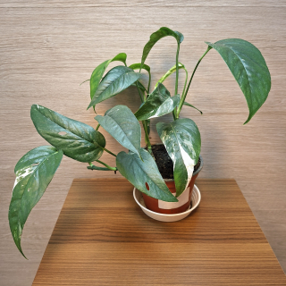 Epipremnum Pinnatum Marble Variegata